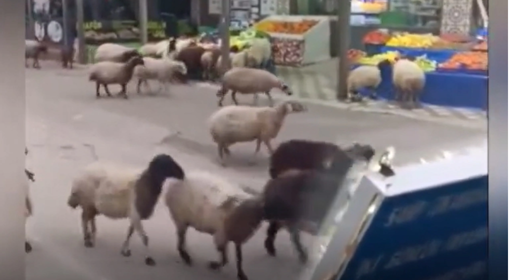 Adana’da koyun sürüsü bir zincir marketteki tüm sebze ve meyveleri yedi…