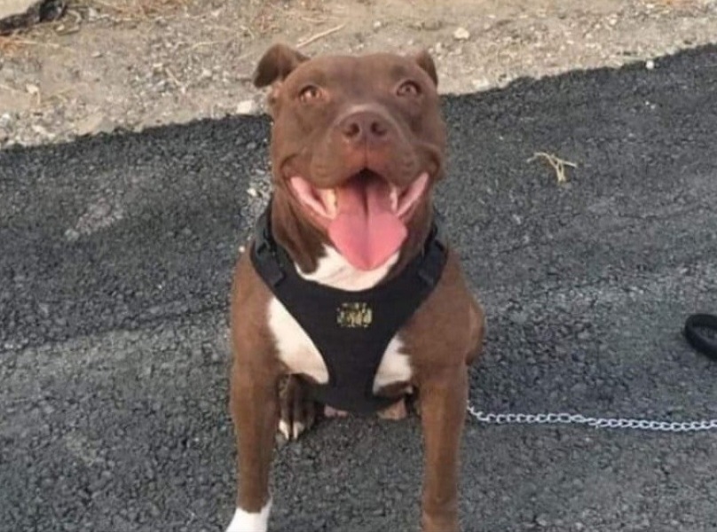 Şila isimli köpeği yakarak öldüren caniye 4 yıl hapis cezası Şila isimli köpeği yakarak öldüren caniye 4 yıl hapis cezası