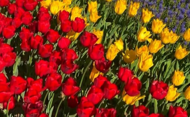 İstanbul Lale Festivali / Özkan Yıldıko İstanbul Lale Festivali / Özkan Yıldıko