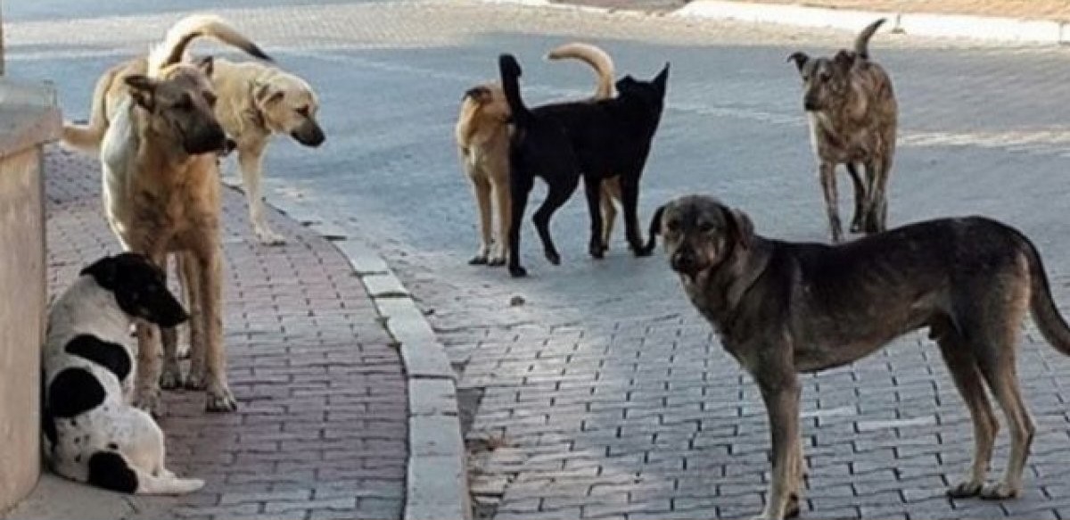 İletişim Başkanlığı’ndan kamuoyu araştırması: Halk sokak köpeklerini istemiyor