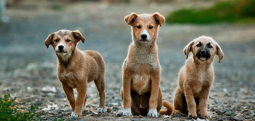 Başıboş köpek düzenlemesi geliyor: Son 30 günde sahiplenilmeyenler uyutulacak Başıboş köpek düzenlemesi geliyor: Son 30 günde sahiplenilmeyenler uyutulacak