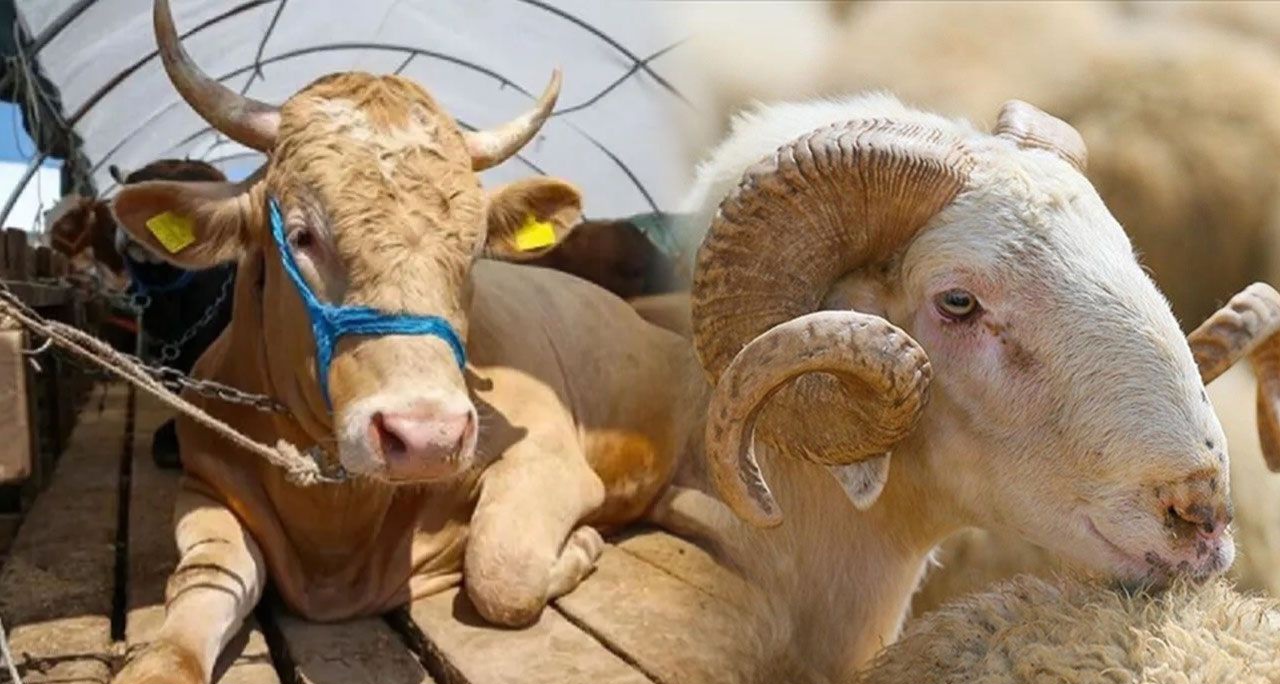 Kurbanlık fiyatları belli oldu! Büyükbaş ve küçükbaş kurbanlık fiyatları