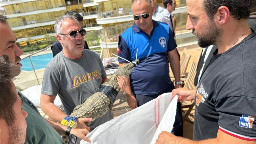 Timsaha tasma takıp gezdirdi!..