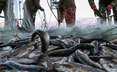 Balık sezonu açıldı! Deniz ürünleri bereketli başladı Balık sezonu açıldı! Deniz ürünleri bereketli başladı