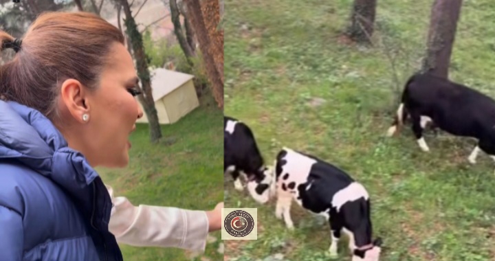 Demet Akalın, ineklere konser vererek takipçilerini güldürdü Demet Akalın, ineklere konser vererek takipçilerini güldürdü